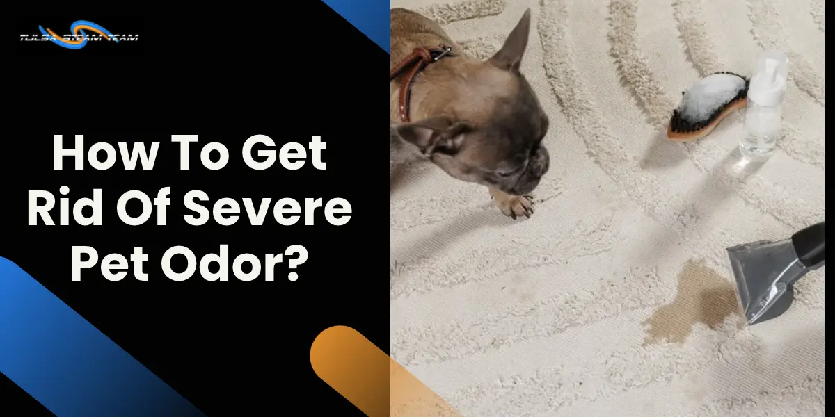 How to Get Rid of Severe Pet Odor